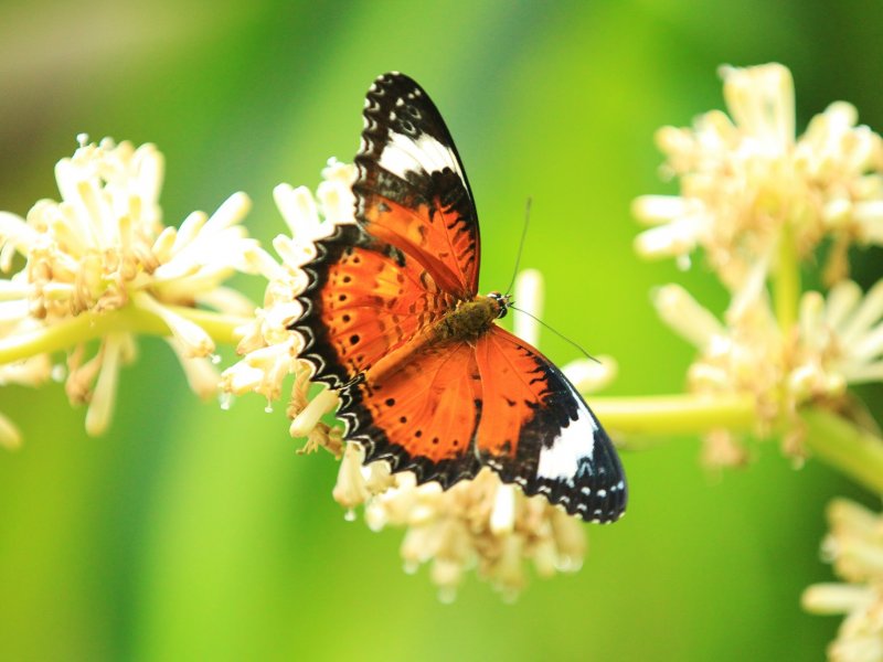 Australian Butterfly Sanctuary