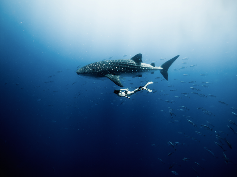 Ocean Film Festival Australia 2018