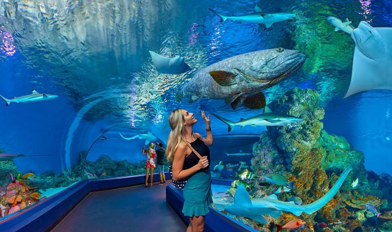 Photo From Cairns Aquarium